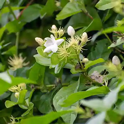 jasmine mogra white flower