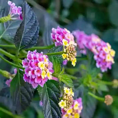 lantana multicolor flowering plant