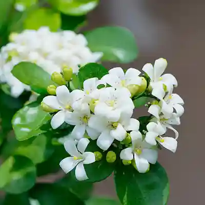 madhukamini orange jasmine fragrant plant