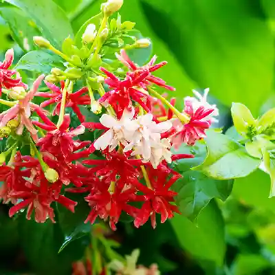 madhumalti fragnant flowering plant
