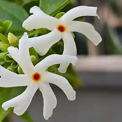 parijat night jasmine fragrant plant