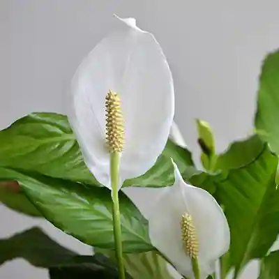 peace lily indoor flowering plant