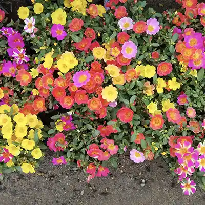 portulaca 9 clock best summer flowering plant