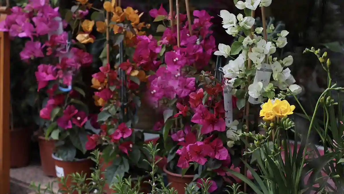 the-best-15-all-season-flowering-plants-in-india