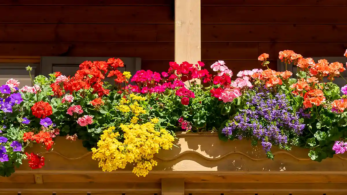 top-12-fragrant-flowering-plants
