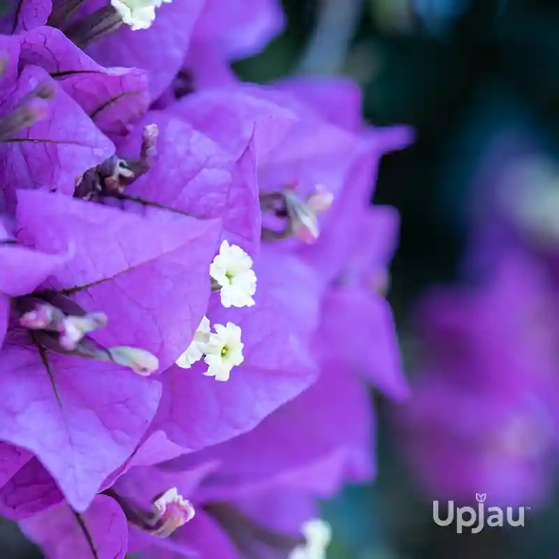 Bougainvillea Purple