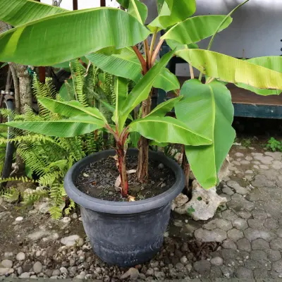 Banana plant in pot for terrace gardening in India fast growing fruit plant