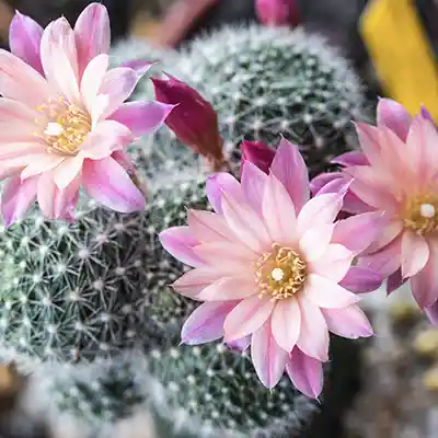 decorative cactus plants for home