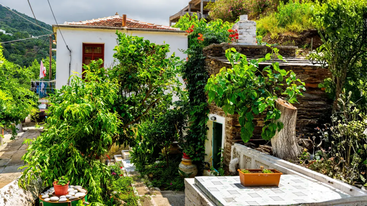 fruiting-plants-terrace-gardening-pots-india