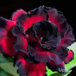 Red Black Adenium flower plant with velvety double petals