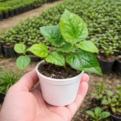 Healthy green paan leaves growing on plant in home garden