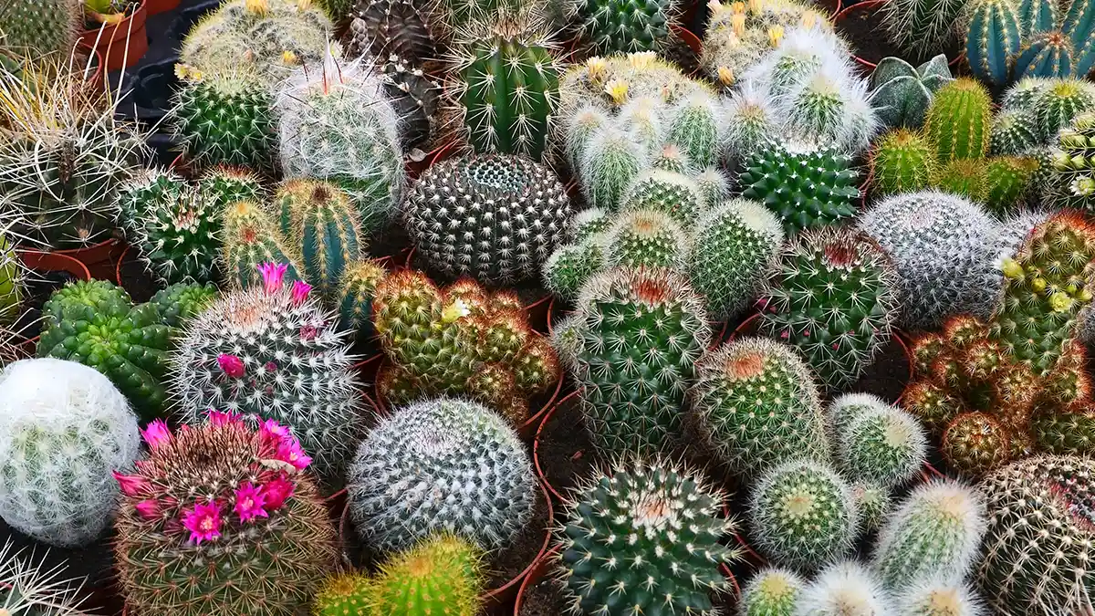 low-maintanance-rare-cactus-plants-india
