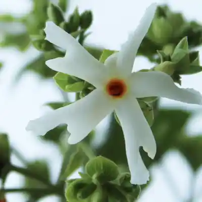 night flowering jasmine parijat blooms