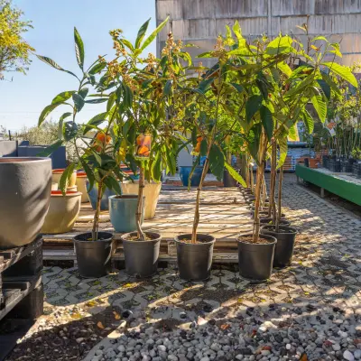 Orange citrus plant growing in pot for terrace garden India