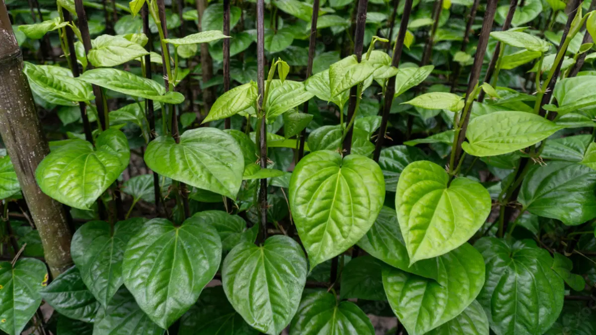 paan-plant-growing-home-india