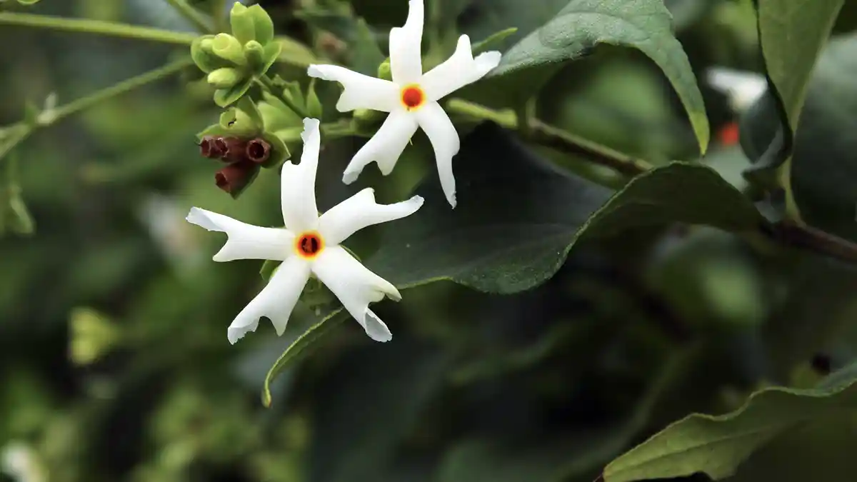 parijat-plant-care-guide-india