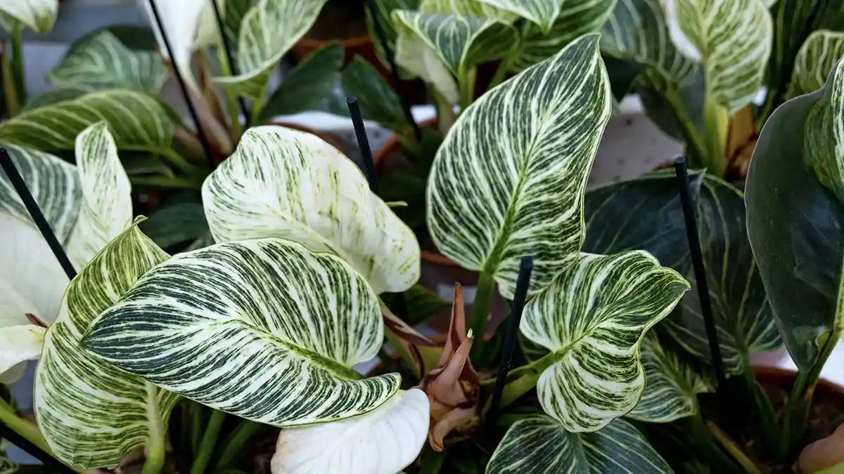philodendron-birkin-plant-care-guide-india