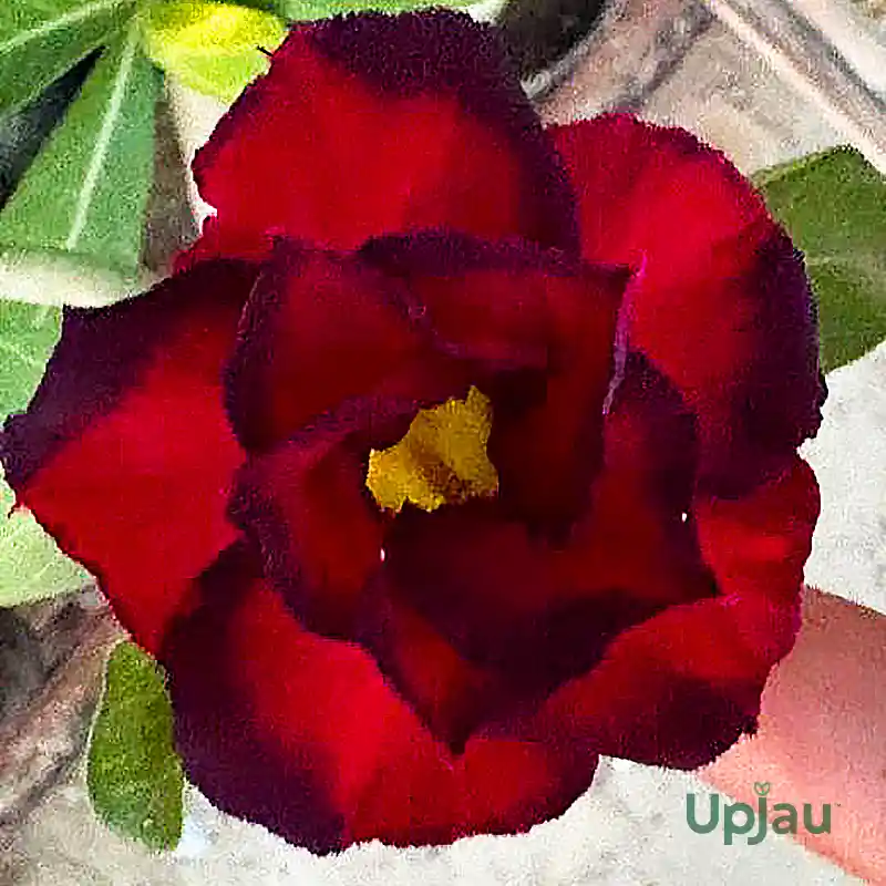 red-black-adenium-flower