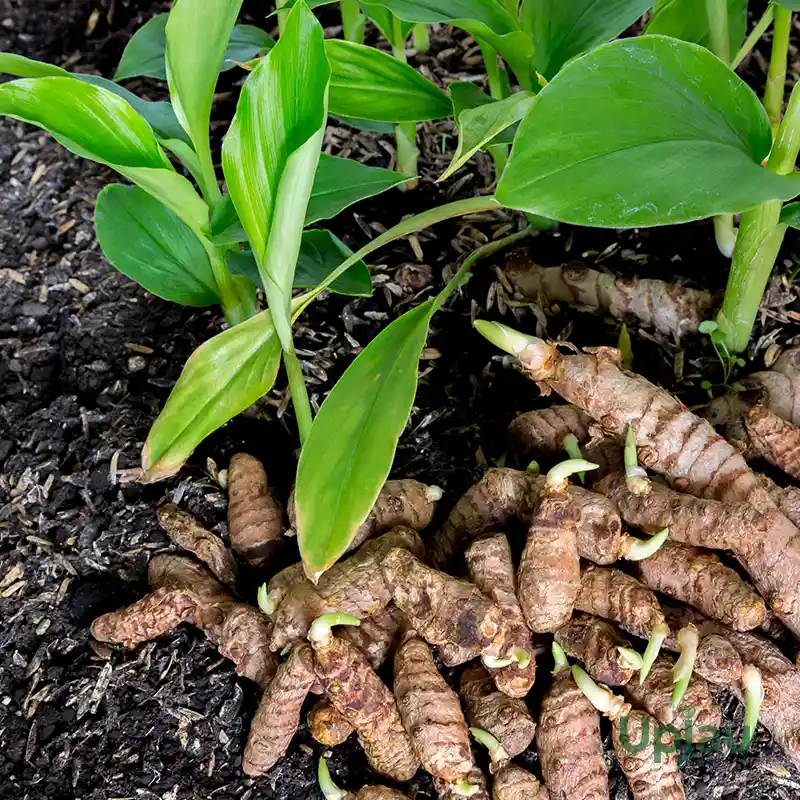 Black Turmeric Plant Bulb