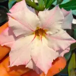 Adenium Grafted Rosy (Double Petal Baby Pink)