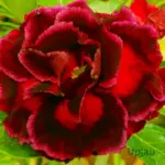 Adenium Grafted Rosy (Double Petal Maroon Black)
