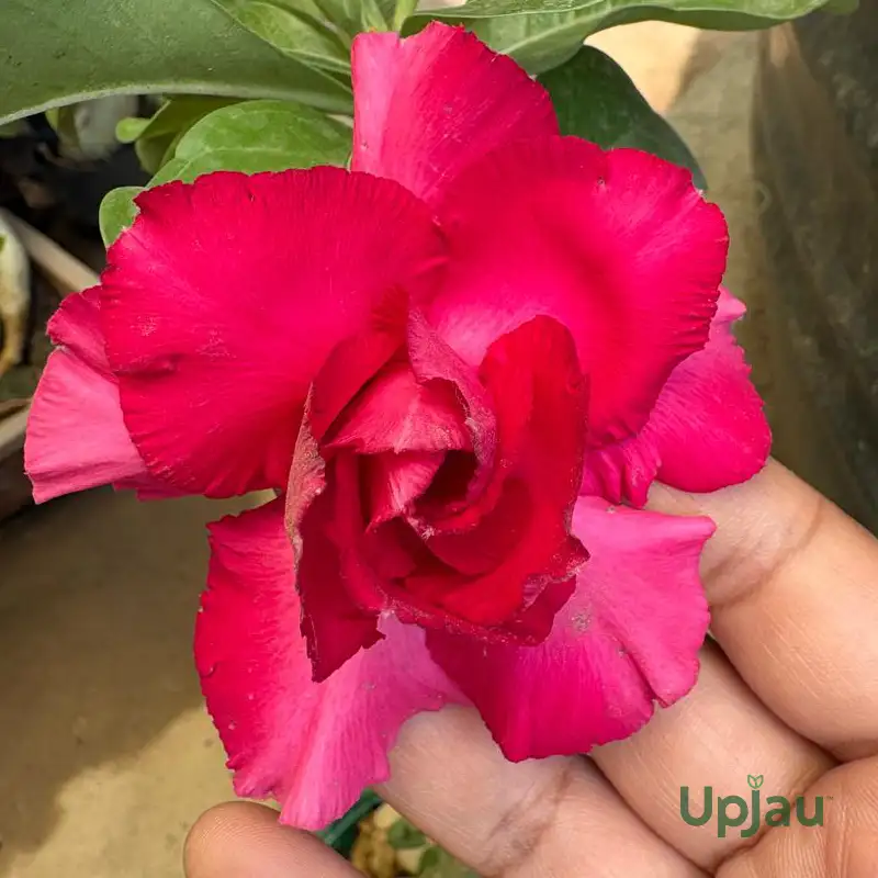 Adenium Grafted Rosy (Tripel Petal Rose Red)