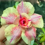 Adenium Grafted Rosy (Tripel Petal Yellow & Pink)