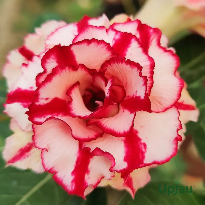 Adenium Grafted Rosy (Double Petal Red liner)