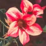Adenium Grafted Rosy (Single Petal Red Yellow)
