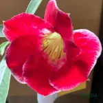 Adenium Grafted Rosy (Single Petal Red White liner)