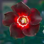 Adenium Grafted Rosy (Single Petal Maroon & Vine)