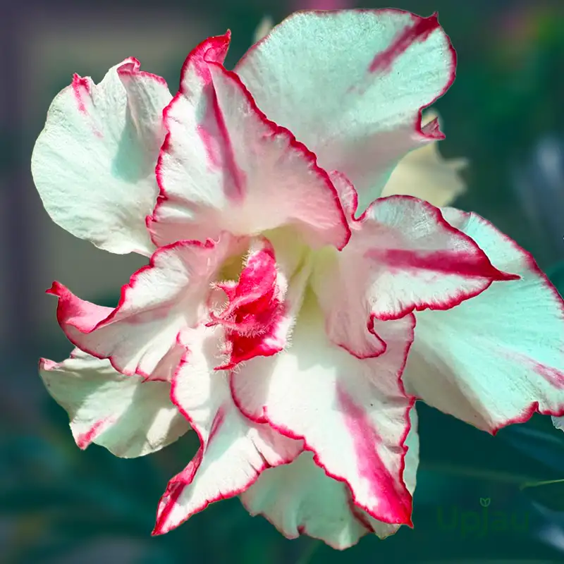 S87