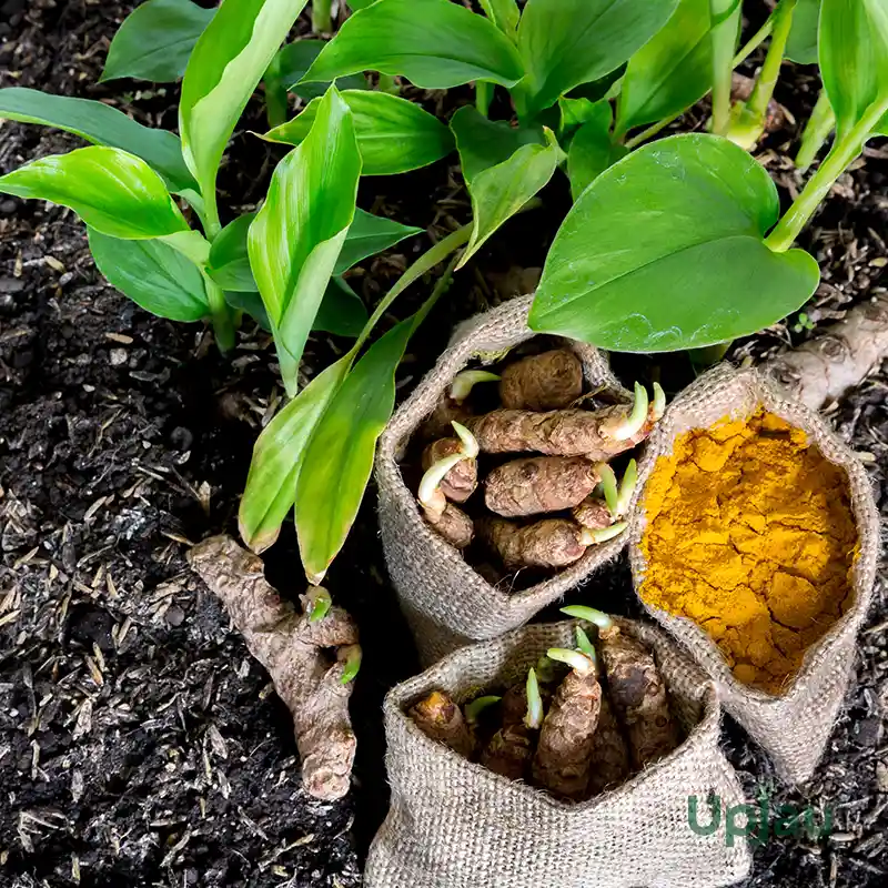 Turmeric Plant Bulb