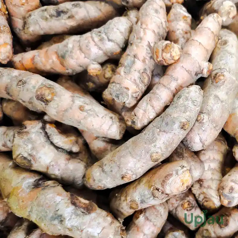 Yellow Turmeric Plant bulb