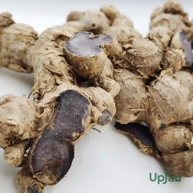 Black Turmeric Plant Bulb