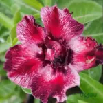 Double Color Adenium flower with glossy maroon and white shaded petals
