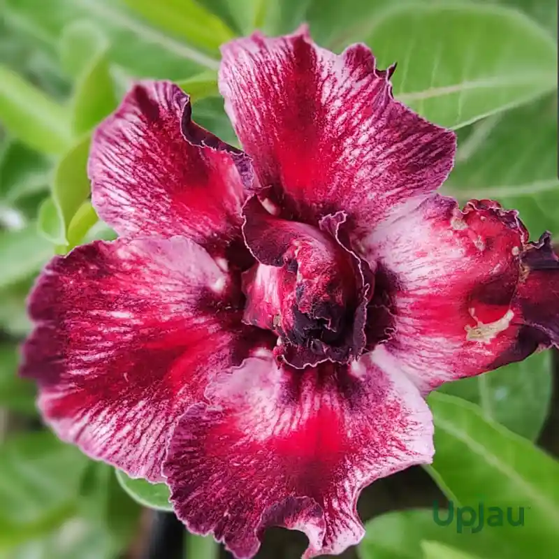 Double Color Adenium flower with glossy maroon and white shaded petals