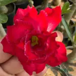 Double Petal Dark Red Adenium flower close-up