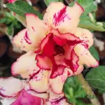 Double Petal Dual Red Adenium flower with creamy white petals, dual red edges and dark red center