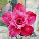 Double Petal Red Adenium flower with dark red layered petals