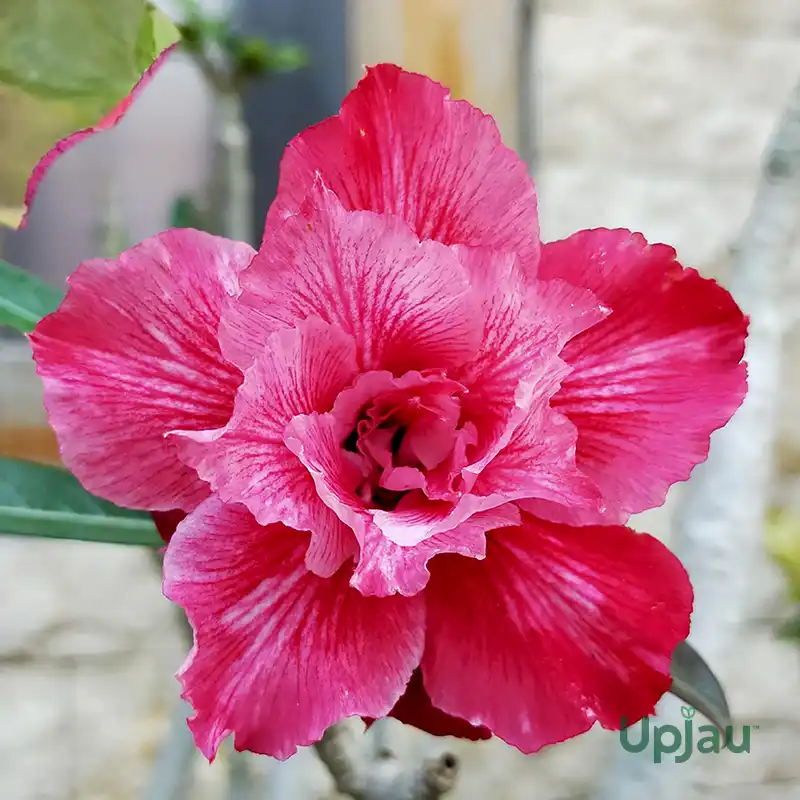 double-petal-red-adenium-flower-plant