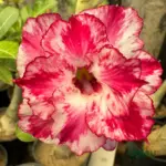 Double Petal Red Cream Adenium flower with deep red petals and cream white edges
