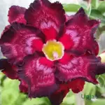 Double Petal Violet Zig Zag Adenium flower with purple blooms