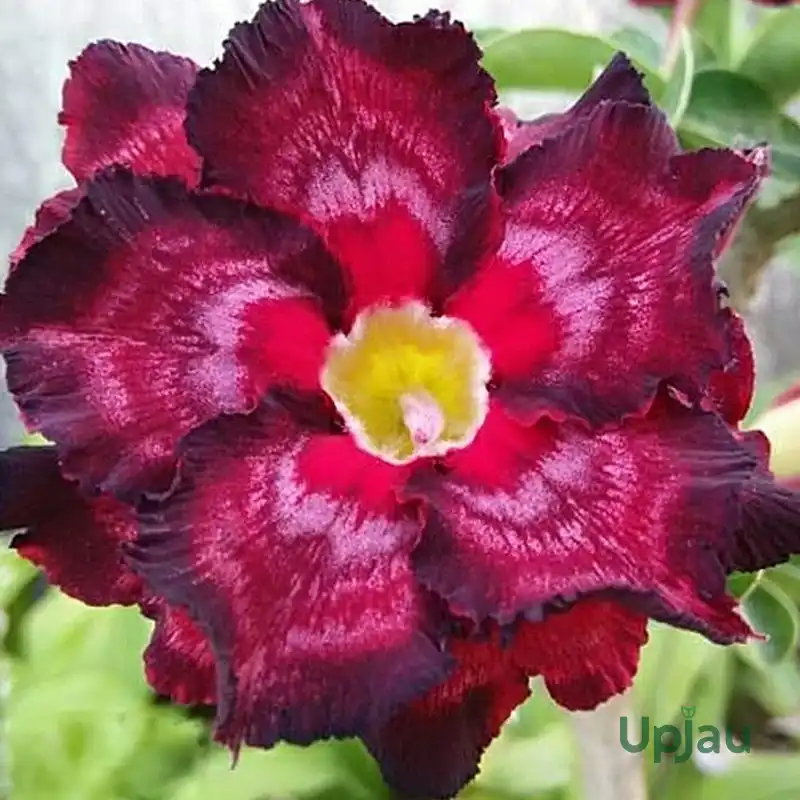 double-petal-violet-zig-zag-adenium-flower