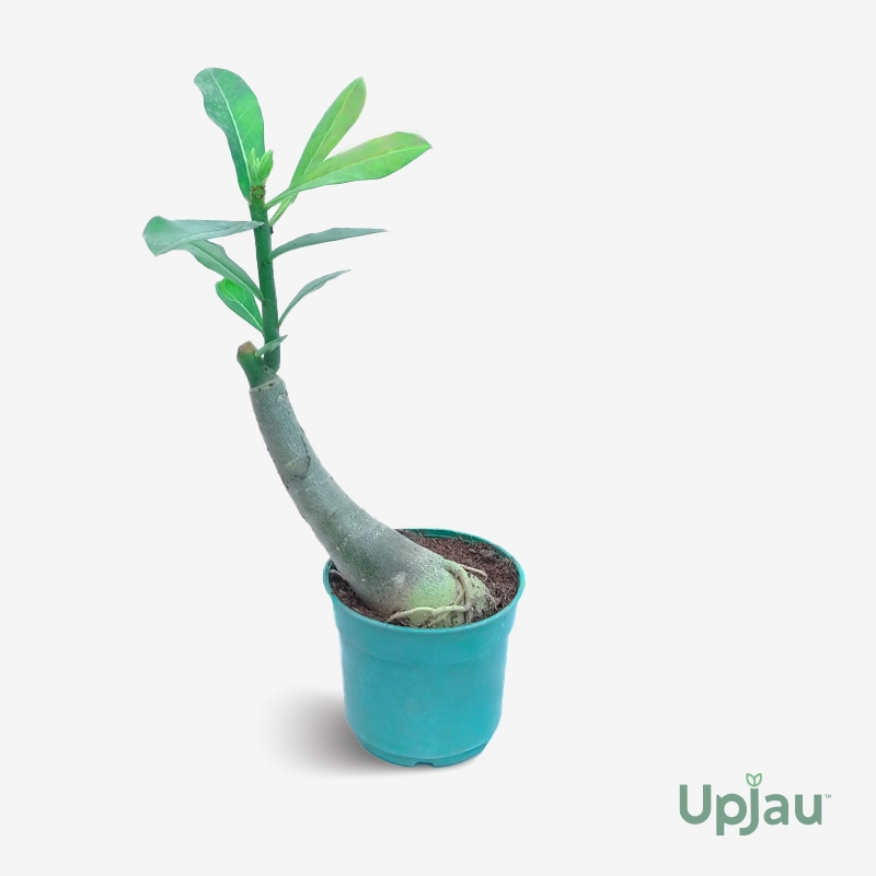 Adenium Plant Rosy Grafted (Double Color) - Image 2