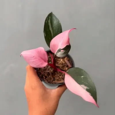 pink princess variegation closeup