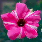 Adenium Grafted Rosy (Single Petal Hot Pink)