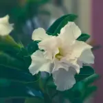 Triple Petal White Adenium flower with glossy snow-white layered petals