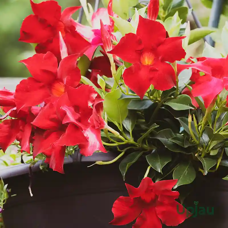 Mandevilla