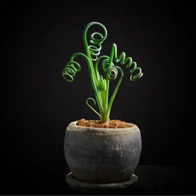 albuca spiralis flowering plant care guide